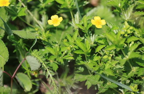 Blutwurz (Potentilla erecta) - © Emanuel Trummer